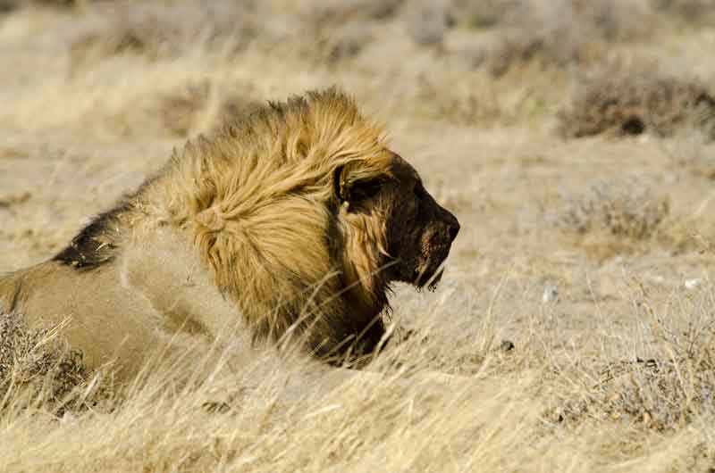 27 - Namibia - leones comiendo - parque nacional de Etosha